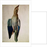 Blue Crow, 1512 by Albrecht Dürer or Duerer