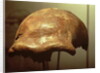 Cranium of a Neanderthal by Prehistoric Prehistoric