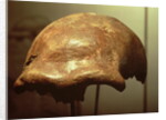 Cranium of a Neanderthal by Prehistoric Prehistoric