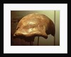 Cranium of a Neanderthal by Prehistoric Prehistoric