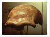 Cranium of a Neanderthal by Prehistoric Prehistoric