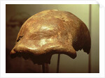 Cranium of a Neanderthal by Prehistoric Prehistoric