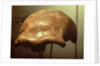 Cranium of a Neanderthal by Prehistoric Prehistoric