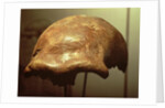 Cranium of a Neanderthal by Prehistoric Prehistoric