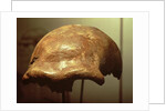 Cranium of a Neanderthal by Prehistoric Prehistoric