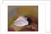 The Shell, 1912 by Odilon Redon