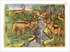 Stag Hunt by Jacques Le Moyne