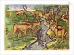 Stag Hunt by Jacques Le Moyne