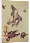 Still Life of Dead Birds and a Mouse, 1712 by Jean-Baptiste Oudry