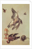 Still Life of Dead Birds and a Mouse, 1712 by Jean-Baptiste Oudry