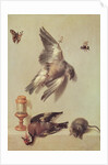 Still Life of Dead Birds and a Mouse, 1712 by Jean-Baptiste Oudry