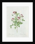 Rosa Pomponia by Henri Joseph Redoute