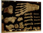 Anatomical drawing of the bones of the foot by Hieronymus Fabricius ab Aquapendente