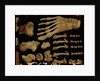 Anatomical drawing of the bones of the foot by Hieronymus Fabricius ab Aquapendente