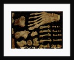 Anatomical drawing of the bones of the foot by Hieronymus Fabricius ab Aquapendente