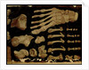 Anatomical drawing of the bones of the foot by Hieronymus Fabricius ab Aquapendente