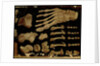 Anatomical drawing of the bones of the foot by Hieronymus Fabricius ab Aquapendente