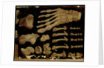 Anatomical drawing of the bones of the foot by Hieronymus Fabricius ab Aquapendente