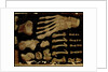 Anatomical drawing of the bones of the foot by Hieronymus Fabricius ab Aquapendente