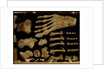 Anatomical drawing of the bones of the foot by Hieronymus Fabricius ab Aquapendente