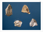 Four tools, 35000-10000 BC by Prehistoric Prehistoric