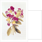 Pansy by Nicolas Robert