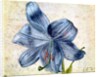 Study of a lily, 1526 by Albrecht Dürer or Duerer