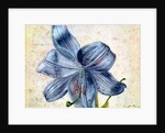 Study of a lily, 1526 by Albrecht Dürer or Duerer