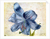 Study of a lily, 1526 by Albrecht Dürer or Duerer