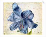Study of a lily, 1526 by Albrecht Dürer or Duerer