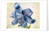 Study of a lily, 1526 by Albrecht Dürer or Duerer