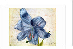Study of a lily, 1526 by Albrecht Dürer or Duerer