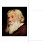Head of an Old Man by Peter Paul Rubens