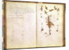Page 24 from a Herbarium by Jean Jacques Rousseau
