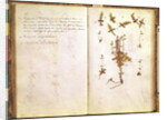 Page 24 from a Herbarium by Jean Jacques Rousseau