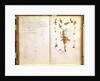 Page 24 from a Herbarium by Jean Jacques Rousseau
