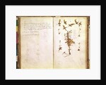 Page 24 from a Herbarium by Jean Jacques Rousseau
