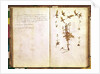 Page 24 from a Herbarium by Jean Jacques Rousseau