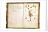 Page 24 from a Herbarium by Jean Jacques Rousseau