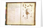 Page 24 from a Herbarium by Jean Jacques Rousseau