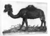 Dromedary by French School