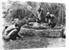 Making palm oil in Dahomey, c.1900 by French Photographer