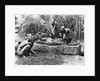 Making palm oil in Dahomey, c.1900 by French Photographer