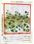 Ms 3054 fol.20 Melons by Italian School