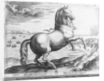Equus Hispanus by Jan van der (1523-1605) (after) Straet