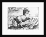 Equus Hispanus by Jan van der (1523-1605) (after) Straet