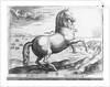 Equus Hispanus by Jan van der (1523-1605) (after) Straet