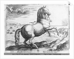 Equus Hispanus by Jan van der (1523-1605) (after) Straet