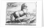 Equus Hispanus by Jan van der (1523-1605) (after) Straet