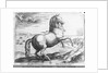 Equus Hispanus by Jan van der (1523-1605) (after) Straet